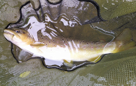 A Beauty From Cod Beck